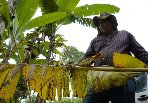 Un agricultor muestra su cultivo afectado por el clima y plagas que perjudica la producción y eleva el valor del platano verde. Fotos:César Muñoz/API