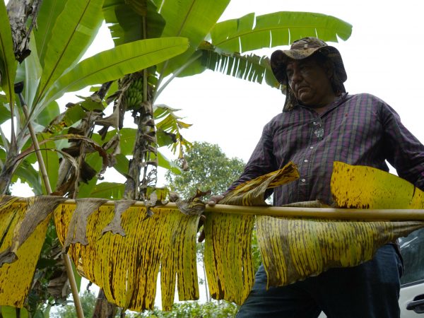 Un agricultor muestra su cultivo afectado por el clima y plagas que perjudica la producción y eleva el valor del platano verde. Fotos:César Muñoz/API