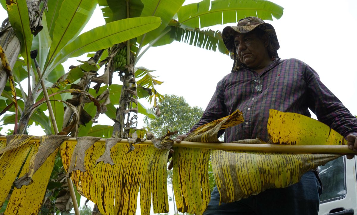Un agricultor muestra su cultivo afectado por el clima y plagas que perjudica la producción y eleva el valor del platano verde. Fotos:César Muñoz/API