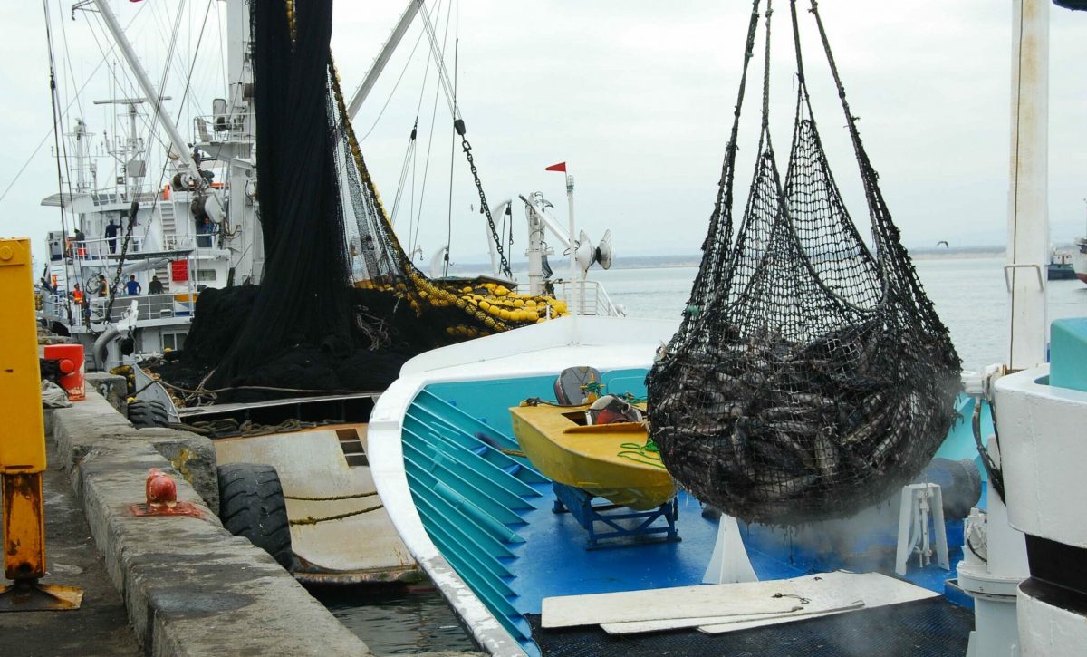 pesca manabi produccion grandes contribuyentes