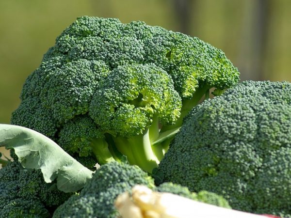 brocoli, aranceles, producción, flores