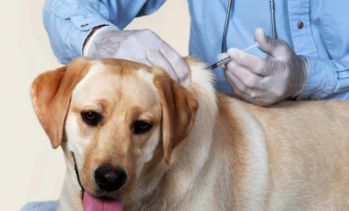 Así puedes prevenir la rabia: síntomas, vacunas y qué hacer ante una mordedura