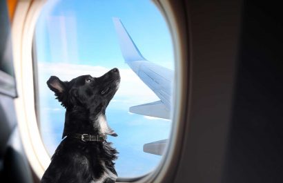 ¿Quieres volar con tu perro? Esto es lo que necesitas saber