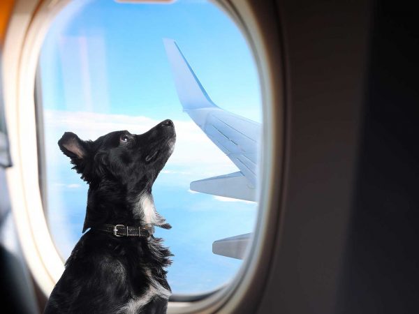 ¿Quieres volar con tu perro? Esto es lo que necesitas saber