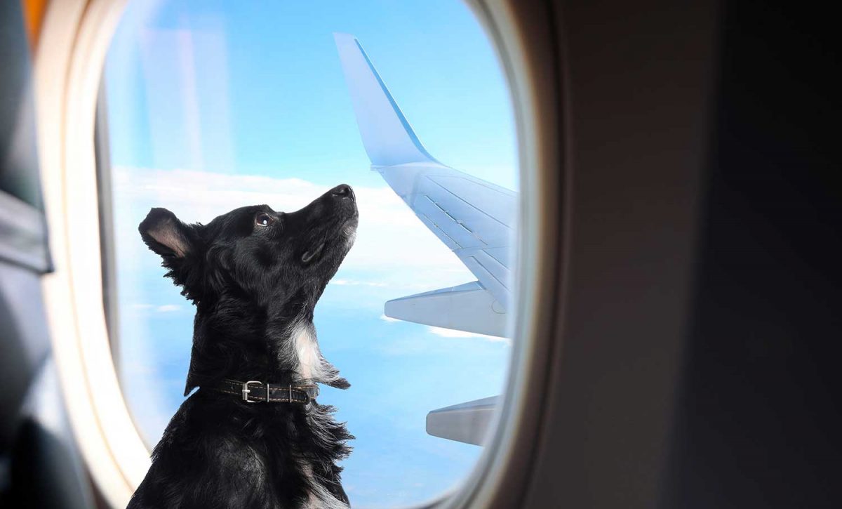 ¿Quieres volar con tu perro? Esto es lo que necesitas saber