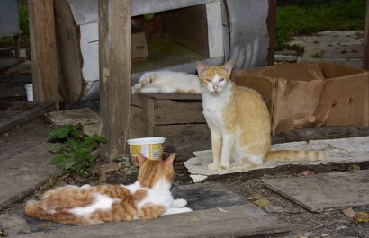 Animalistas y Municipio alistan minga y jornada de atención veterinaria para los gatos del parque El Mamey