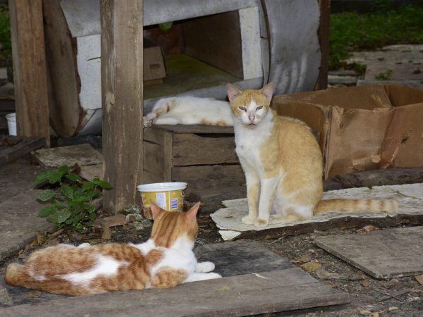 Animalistas y Municipio alistan minga y jornada de atención veterinaria para los gatos del parque El Mamey