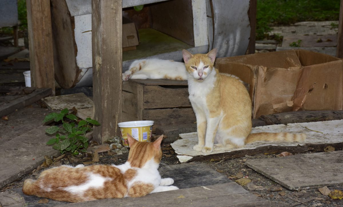Animalistas y Municipio alistan minga y jornada de atención veterinaria para los gatos del parque El Mamey