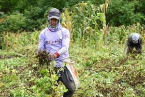 Los agricultores recolectan la cosecha de maní  y aseguran que ha sido mejor que la del año pasado.