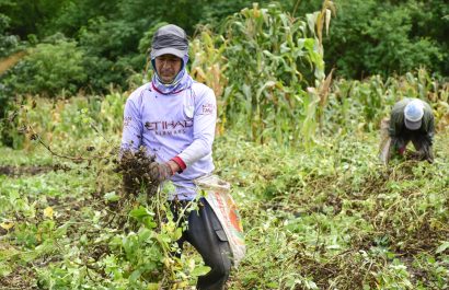 Los agricultores recolectan la cosecha de maní  y aseguran que ha sido mejor que la del año pasado.