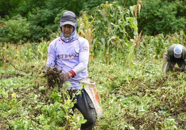 Los agricultores recolectan la cosecha de maní  y aseguran que ha sido mejor que la del año pasado.