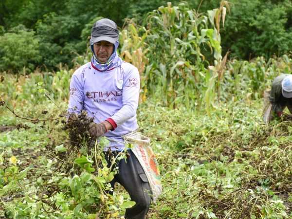 Los agricultores recolectan la cosecha de maní  y aseguran que ha sido mejor que la del año pasado.