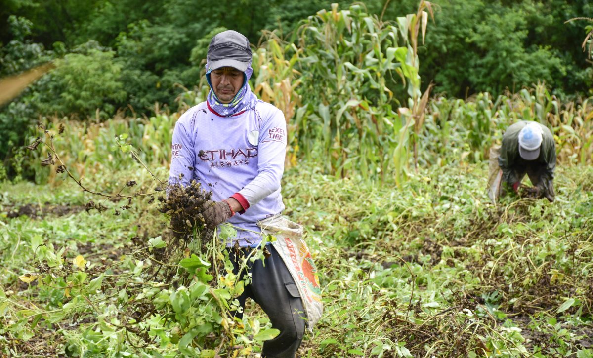 Los agricultores recolectan la cosecha de maní  y aseguran que ha sido mejor que la del año pasado.