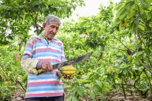 En el primer trimestre de 2025, las exportaciones de cacao alcanzaron $956 millones de dólares en Ecuador