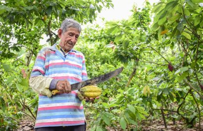 En el primer trimestre de 2025, las exportaciones de cacao alcanzaron $956 millones de dólares en Ecuador