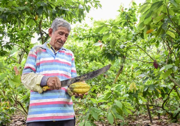 En el primer trimestre de 2025, las exportaciones de cacao alcanzaron $956 millones de dólares en Ecuador