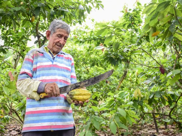 En el primer trimestre de 2025, las exportaciones de cacao alcanzaron $956 millones de dólares en Ecuador