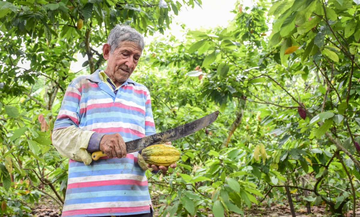 En el primer trimestre de 2025, las exportaciones de cacao alcanzaron $956 millones de dólares en Ecuador