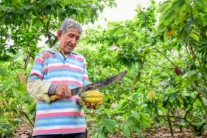 Un estudio internacional, reveló que el cacao se domesticó por primera vez hace 5.300 años en Ecuador. FOTO: El Diario