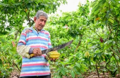 Un estudio internacional, reveló que el cacao se domesticó por primera vez hace 5.300 años en Ecuador. FOTO: El Diario