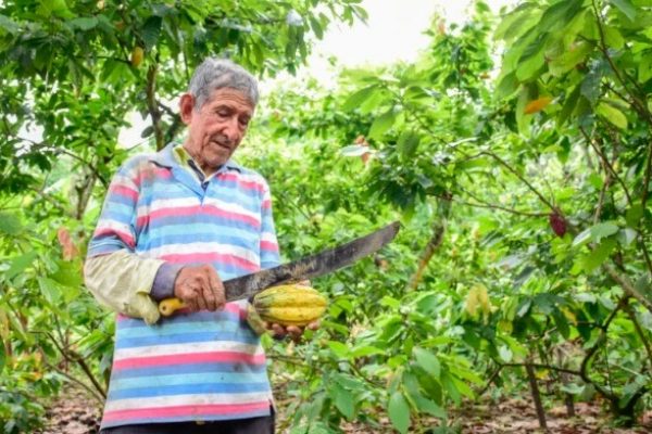 Un estudio internacional, reveló que el cacao se domesticó por primera vez hace 5.300 años en Ecuador. FOTO: El Diario