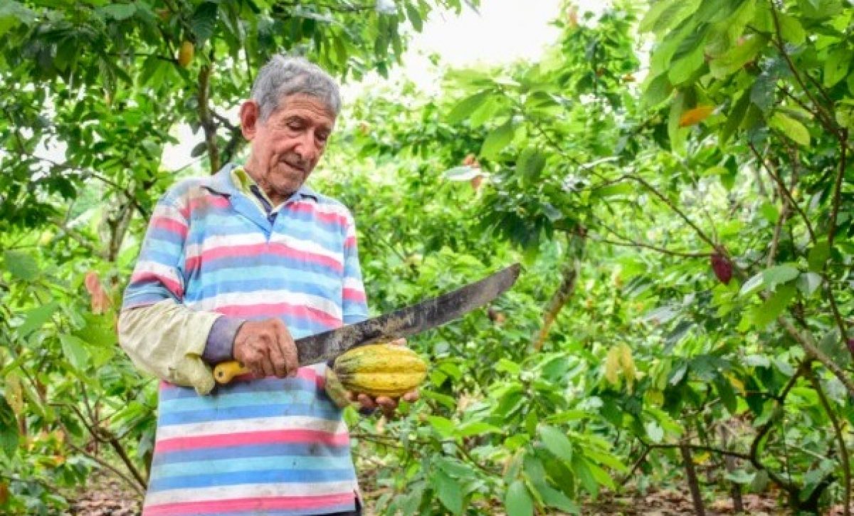 Un estudio internacional, reveló que el cacao se domesticó por primera vez hace 5.300 años en Ecuador. FOTO: El Diario