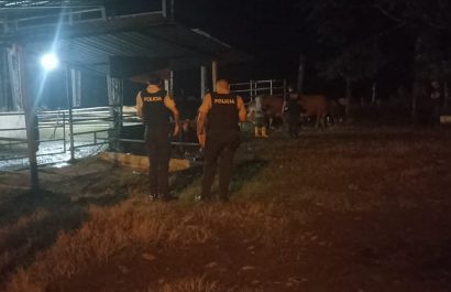 Amarraron al cuidador y huyeron con 27 reses así operó una banda en La Concordia