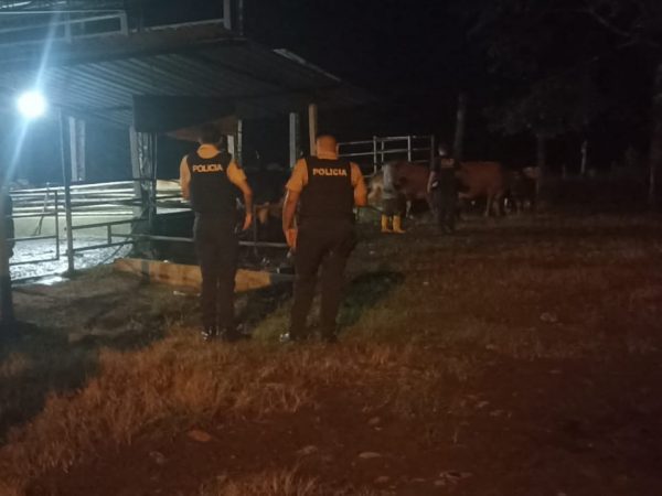 Amarraron al cuidador y huyeron con 27 reses así operó una banda en La Concordia