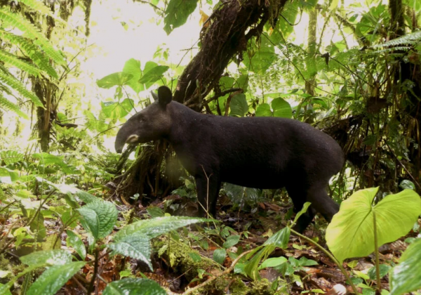 Ampliación del Refugio Río Zuñag protege 2.065 hectáreas de biodiversidad en Tungurahua