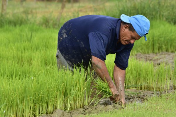 Aproximadamente el 31,54 por ciento de los empleos en Manabí son agrícolas y tienen ingresos más bajos que los urbanos