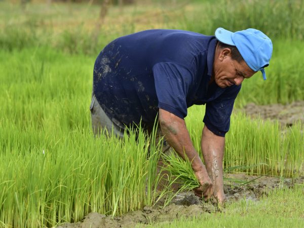 Aproximadamente el 31,54 por ciento de los empleos en Manabí son agrícolas y tienen ingresos más bajos que los urbanos