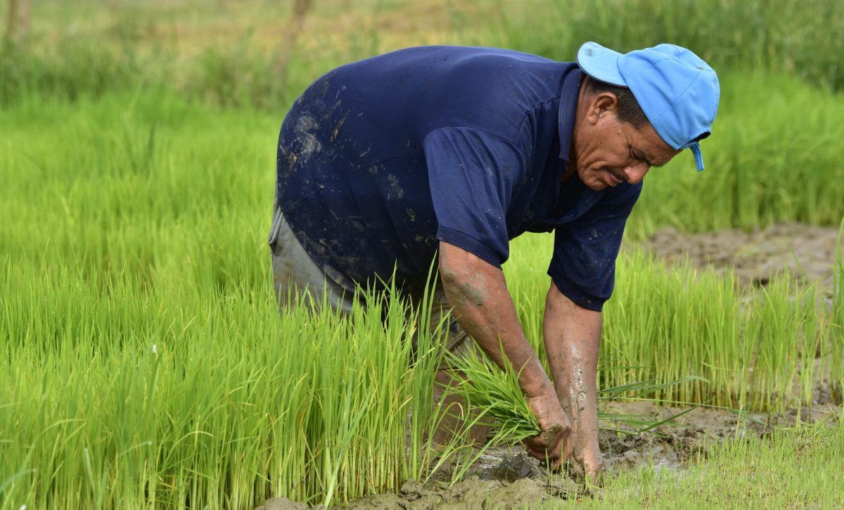 Aproximadamente el 31,54 por ciento de los empleos en Manabí son agrícolas y tienen ingresos más bajos que los urbanos