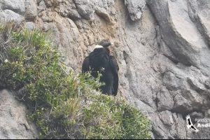 Ares, cóndor andino, da a luz a su segundo polluelo en los páramos de Pichincha.