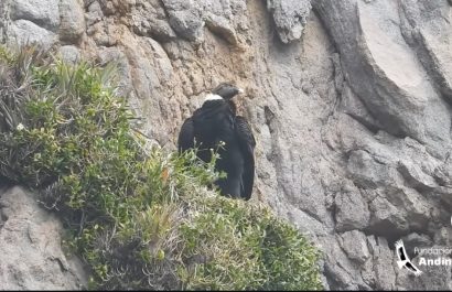 Ares, cóndor andino, da a luz a su segundo polluelo en los páramos de Pichincha.