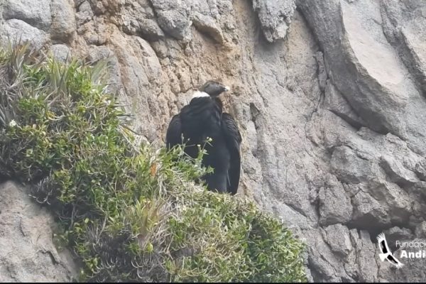 Ares, cóndor andino, da a luz a su segundo polluelo en los páramos de Pichincha.