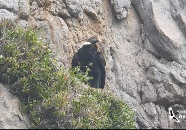 Ares, cóndor andino, da a luz a su segundo polluelo en los páramos de Pichincha.