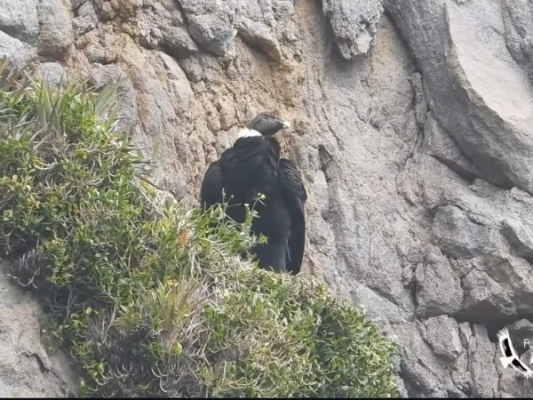 Ares, cóndor andino, da a luz a su segundo polluelo en los páramos de Pichincha.