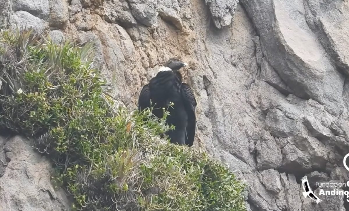 Ares, cóndor andino, da a luz a su segundo polluelo en los páramos de Pichincha.