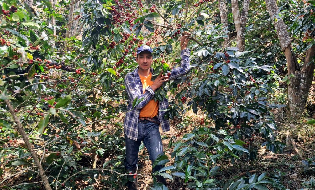 Asambleístas proponen ley para proteger derechos de productores de café en Ecuador