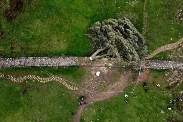 Así destruyeron un árbol histórico con motosierra y terminaron en prisión.