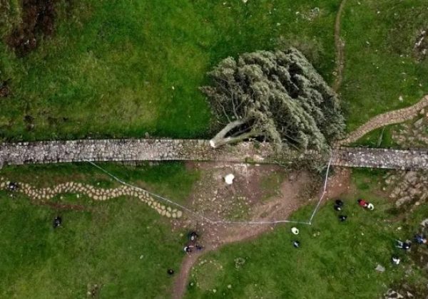Así destruyeron un árbol histórico con motosierra y terminaron en prisión.