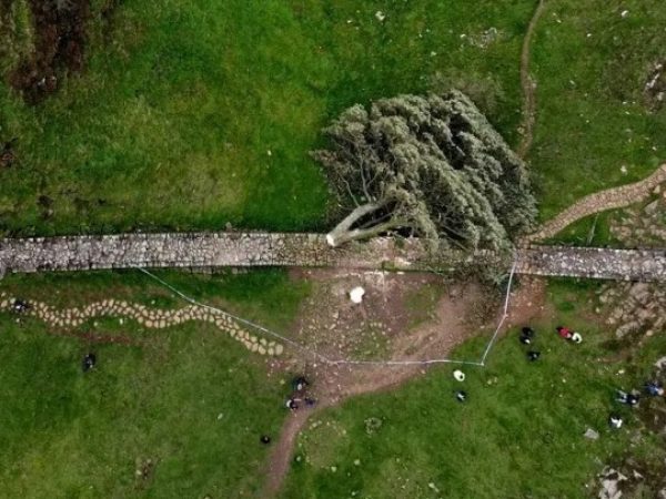 Así destruyeron un árbol histórico con motosierra y terminaron en prisión.