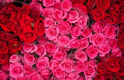 Así logró Ecuador enviar un millón de rosas a China en tiempo récord
