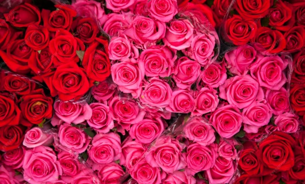 Así logró Ecuador enviar un millón de rosas a China en tiempo récord