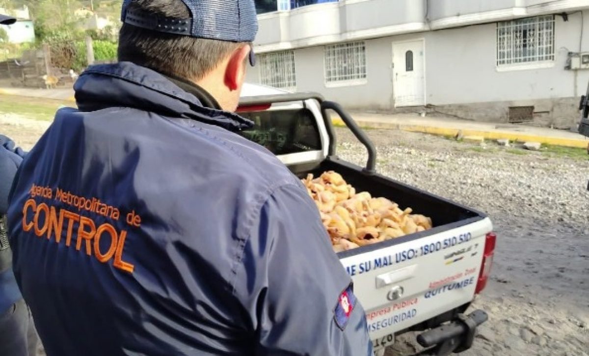 Autoridades clausuran tres camales clandestinos y decomisan más de 3.200 libras de carne en Quito