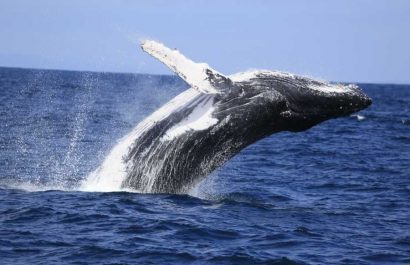 ¡Ballenas en Puerto López! Miles llegan al festival más esperado de 2025