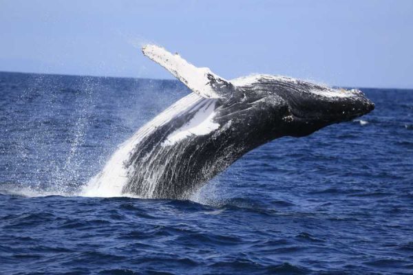 ¡Ballenas en Puerto López! Miles llegan al festival más esperado de 2025
