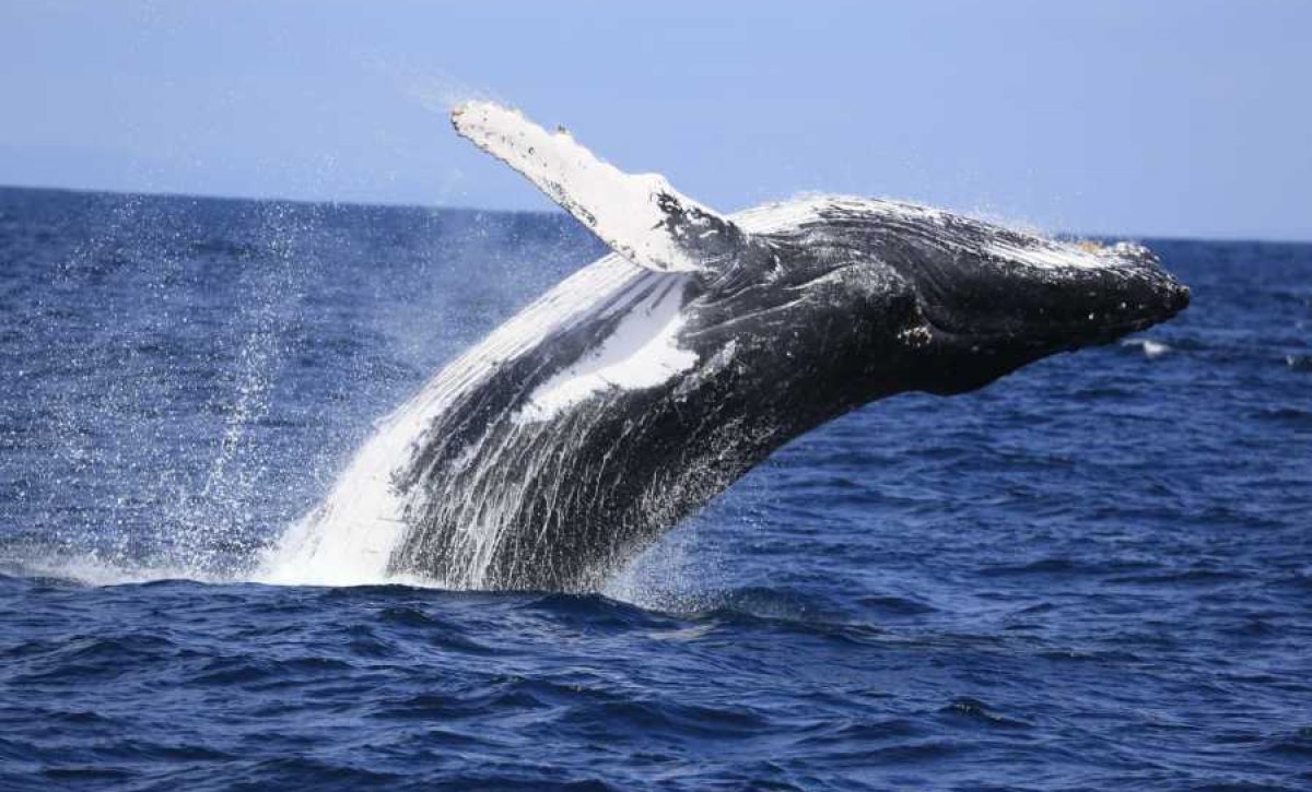 ¡Ballenas en Puerto López! Miles llegan al festival más esperado de 2025