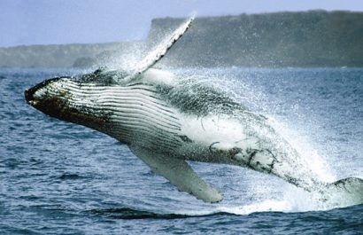 Ballenas jorobadas el espectáculo natural que fortalece al turismo en la provincia