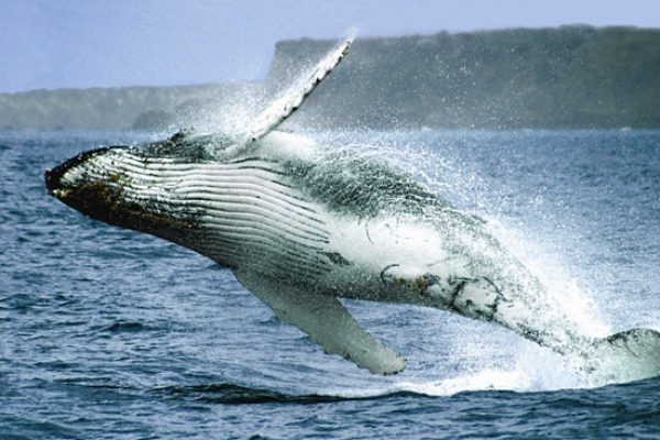 Ballenas jorobadas el espectáculo natural que fortalece al turismo en la provincia